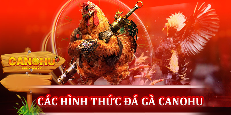 Các hình thức đá gà Canohu hấp dẫn nhất