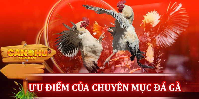 Những ưu điểm của chuyên mục đá gà Canohu