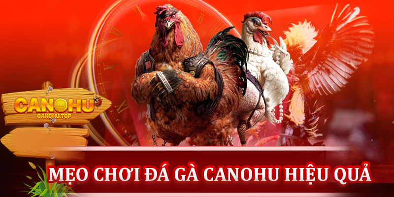 Mẹo chơi đá gà Canohu hiệu quả